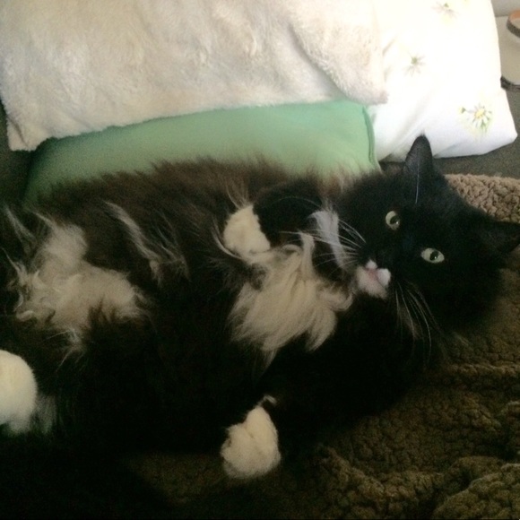 Meet your Posher, Melanie and the kids! - Picture 2 of 6